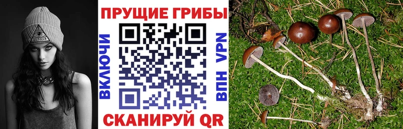 закладка  Сегежа  Псилоцибиновые грибы Psilocybe 